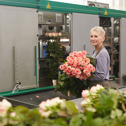 gardener-working-in-greenhouse-2023-11-27-05-23-40-utc